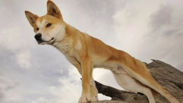 dingo-web.jpg