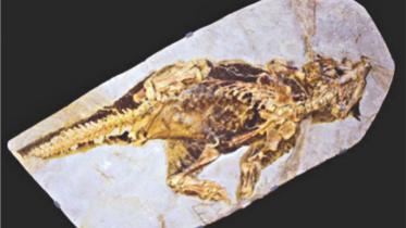 Dinosaur Colour Pattern