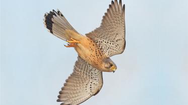 Diving kestrel.jpg