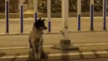 Dog-wb.jpg