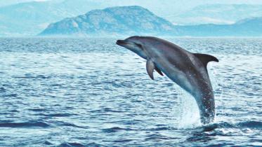 Dolphin.jpg
