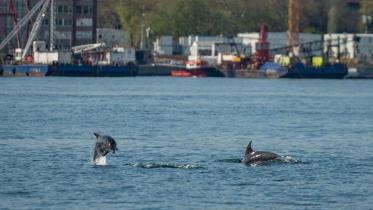 Dolphins-spotted-Istanbul.jpg
