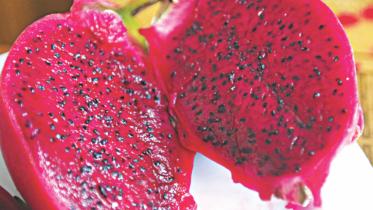 Dragon Fruit 3.jpg