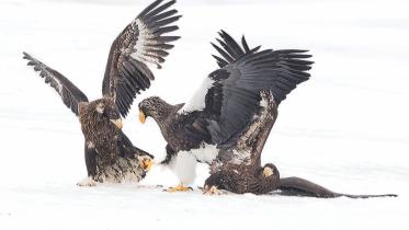 Eagles Hokkaido.jpg