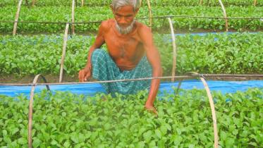Early winter vegetables.jpg