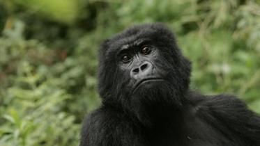 Eastern-Gorilla-1WB.jpg