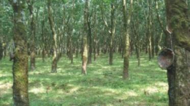Tangail reserve forest