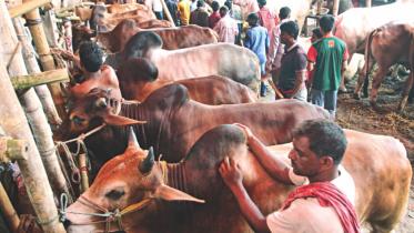 Eid-ul-Azha cattle market 1.jpg