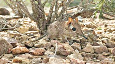 elephant-shrew.jpg