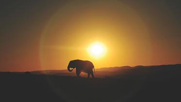 elephant.jpg