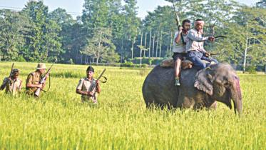 elephant.jpg
