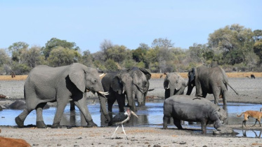 Elephant.jpg