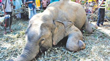 elephant.jpg