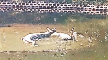 endangered gharials.jpg