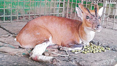 Endangered wildlife of lawachhara