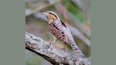 Eurasian-Wryneck.jpg