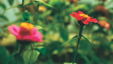 Fading greens in the concrete jungle