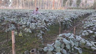 Farmer Zahurul Islam.jpg