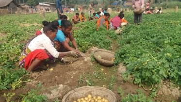 Farmers reap potatoes 1.jpg