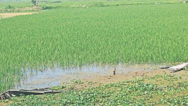 Farming suffers embankment.jpg