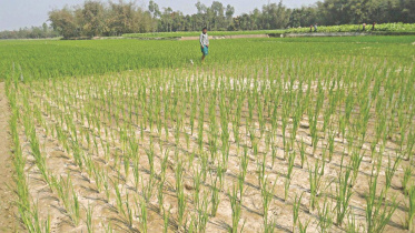 Farmlands turn infertile.jpg