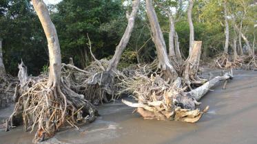 Fatrarban reserve forest