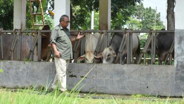 fattened beef breeds.jpg