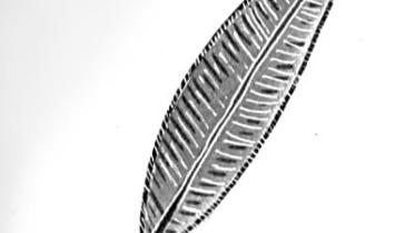 feather.jpg