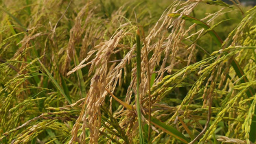 Fine rice blast disease.jpg