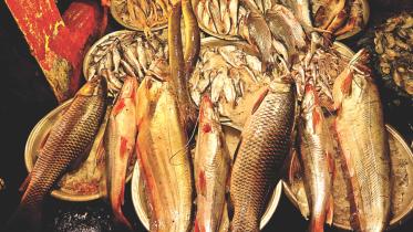 Fish farming bogged 1.jpg