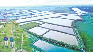 Fish farming revolution in Barind.jpg