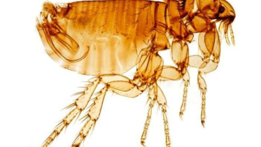 Flea invasion.jpg
