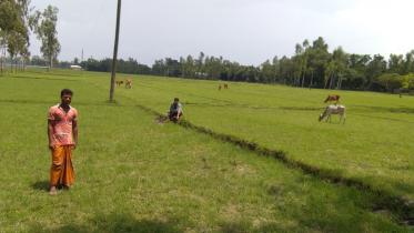 Flood-hit Aman growers.jpg