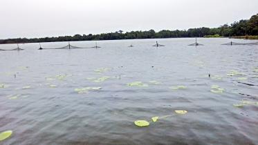 flood in jamalpur.jpg