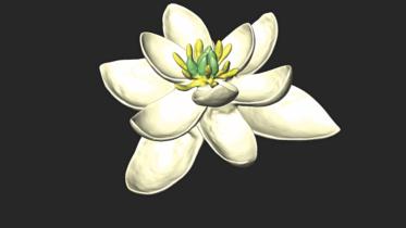 flowers.jpg
