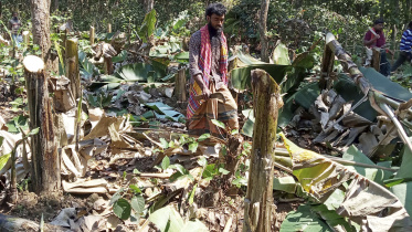 Forestland freed Madhupur.jpg