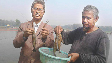 Freshwater shrimp farming.jpg