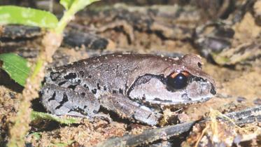 Frog in lawachara forest