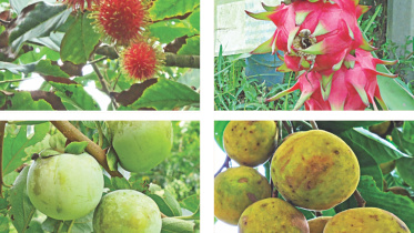 fruits.jpg
