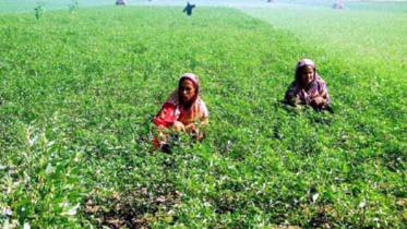 Gaibandha vegetables.jpg