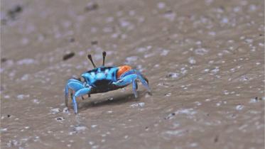 Gambling with the last glory of Bengal