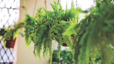 Vertical Gardening