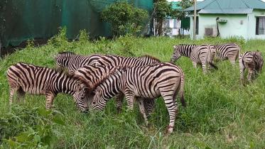 Eight zebras released in Safari Park