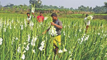 gladiolus flowers.jpg