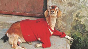 goats of bangladesh