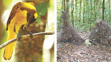Golden Bowerbird.jpg
