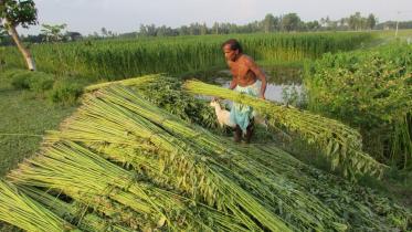 good price jute 1.jpg