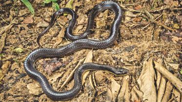 Greater Black Krait