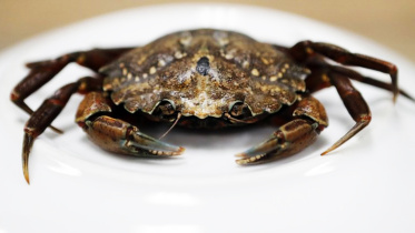 green crab