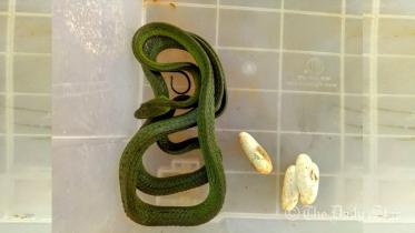 green-snake-mintu-wb.jpg